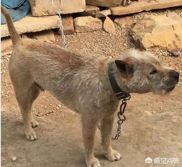 中国福犬灰色:中国福犬出售 国内优秀猎犬，除了下司犬还有什么？有何依据？