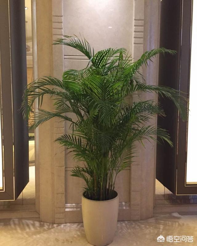 什么花可以在客厅养？