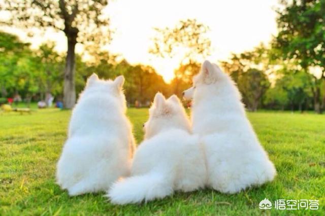 撒莫耶犬大狗多少钱:五百元左右能买到萨摩耶吗？