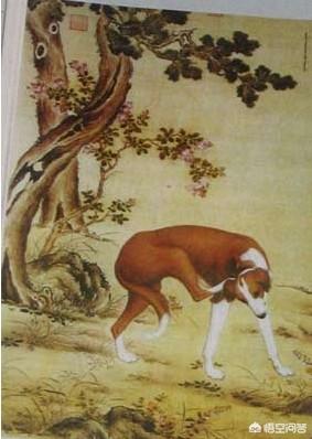 细犬:中国细犬到底是什么样的？滑条是细犬吗？