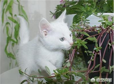 笼养猫的好处:散养猫怎么才能把猫养住？
