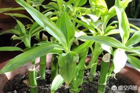 家里富贵竹的种植方法:富贵竹能扦插吗？富贵竹怎么繁殖？