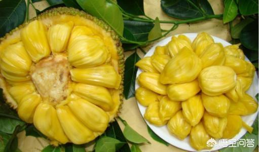 榴莲你了解的有多少，榴莲和菠萝蜜有什么区别怎么区分哪个营养价值更高