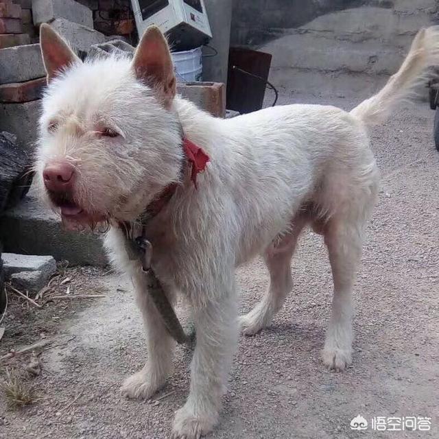免费宠物店管理系统:开宠物店如何管理宠物店的员工？