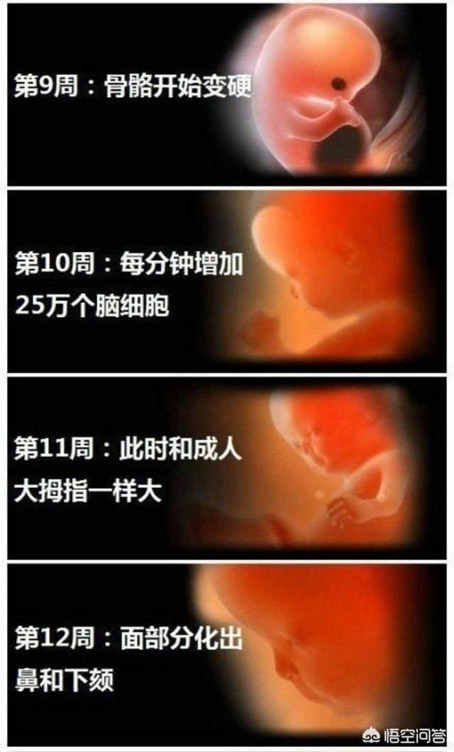 婴儿变化过程是什么样子的？