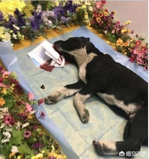 宠物去世后你会以何种方式处理呢？插图4