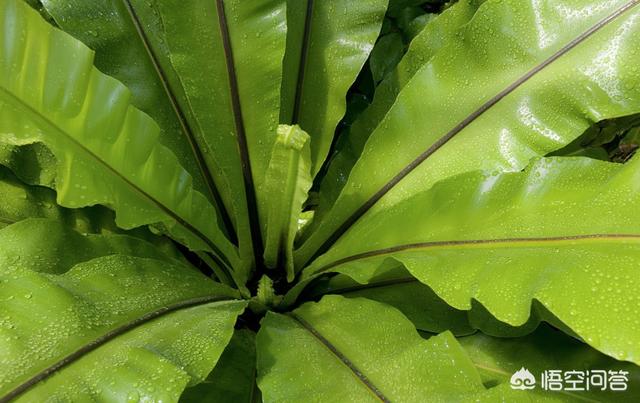 展叶鸟巢蕨吸甲醛吗:蕨类植物怎么样？哪种比较好看？