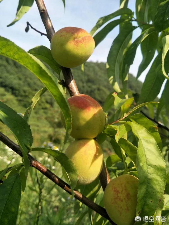 怎樣種桃子又大又甜(黃桃怎麼種才甜)_經驗妙招5_經驗妙招_小高教學網