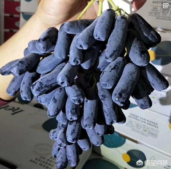 蓝宝石葡萄种植方法:蓝宝石有哪些种植技术？蓝宝石葡萄东北可以种植吗？