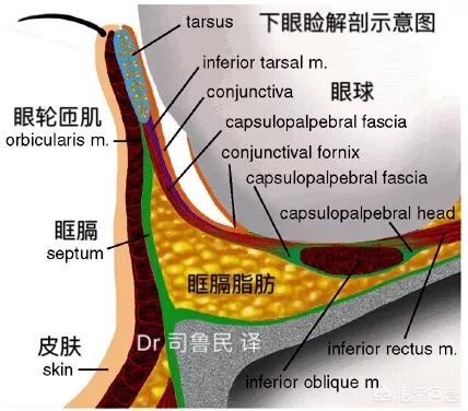 眼袋组织结构图图片