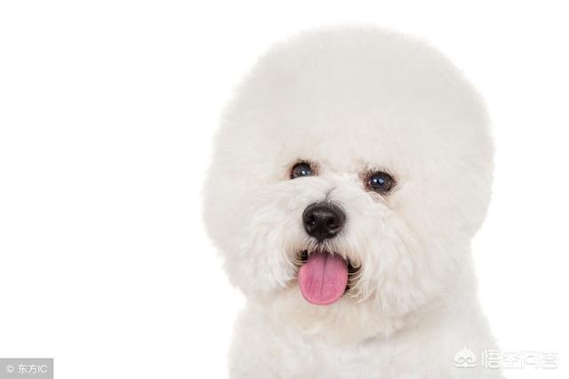 两个多月比熊犬好养吗:2个月大的比熊犬怎么养？ 4个月的比熊犬好养吗