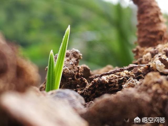 建兰:建兰和墨兰的植料有什么区别？