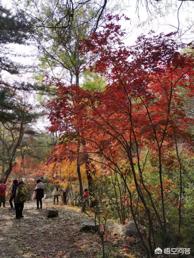 头条问答 全国究竟哪个地方的枫叶最美 随意去走走的回答 0赞