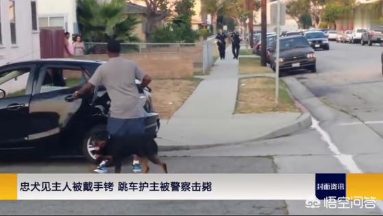 罗威纳咬人:有没有罗威纳犬护主的真实案例？