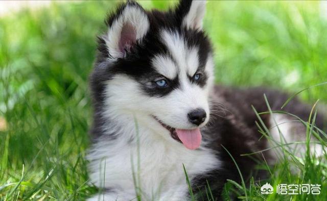 阿拉斯加犬性格脾气:阿拉斯加出门害怕，该怎么办？