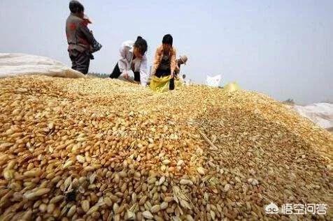 济南希望獭兔饲料价格:年前小麦价格能否涨到1.3元/斤？农民该如何把握卖粮时机？