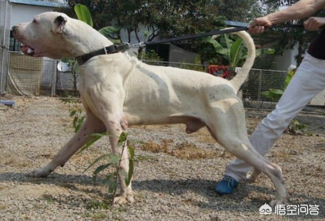斯塔福梗犬肩高:请问大家巴基斯坦库达犬和比特犬谁厉害？