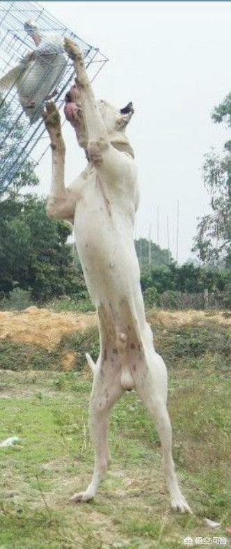 斯塔福梗犬肩高:请问大家巴基斯坦库达犬和比特犬谁厉害？
