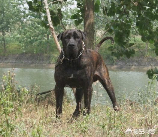 斯塔福梗犬肩高:请问大家巴基斯坦库达犬和比特犬谁厉害？