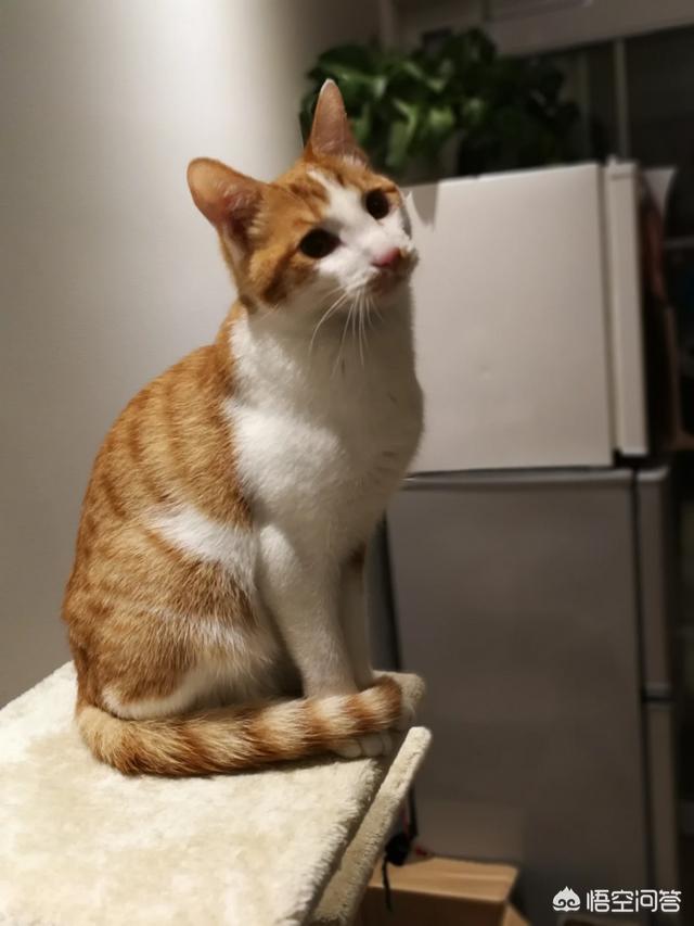 宠物小猫咪:家猫不出门会不会觉得闷呢？