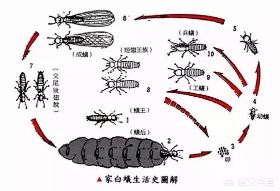 家白蚁,房子里有白蚁是怎么回事？