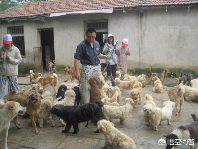 浏阳市的流浪狗狗在那里:在一个十八线小县城开一个流浪狗收容所，可不可行？