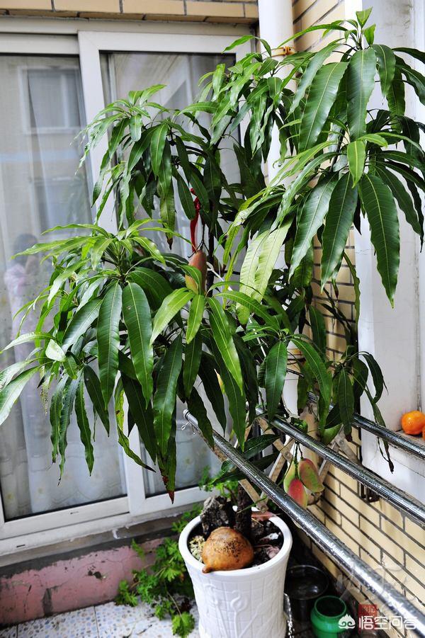 头条问答 - 家里养的芒果盆栽适合暴晒吗?(11个回答)