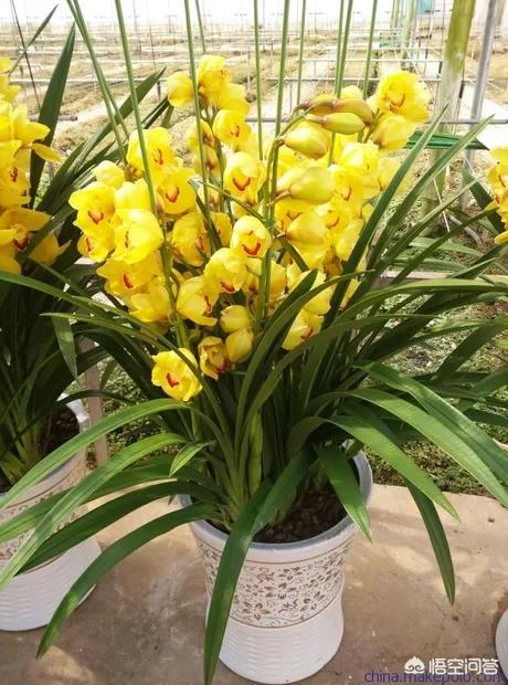 九子大花蕙兰图片大全:种植大花蕙兰对环境，温度以及水分有怎样的要求标准？