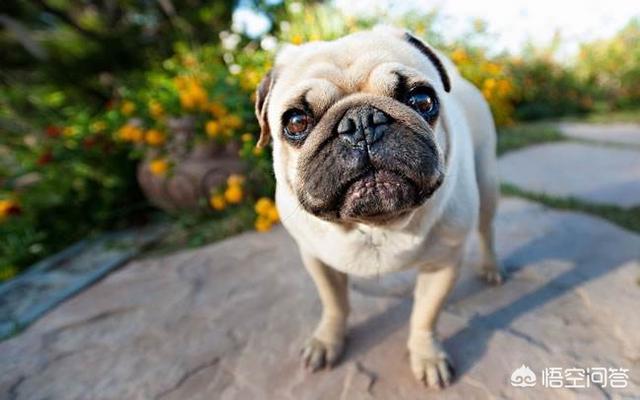 哪些小型犬的性格比较温顺？