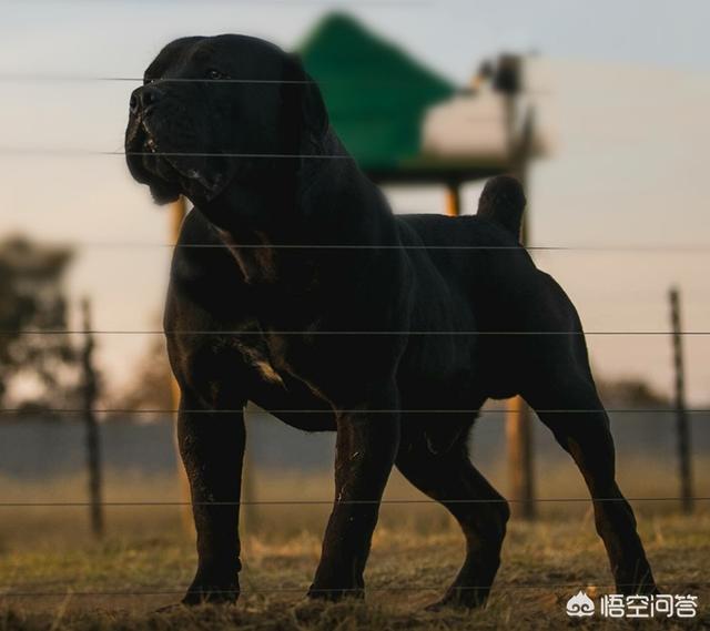 大头狗壁纸:狗狗会在什么时候开始爆头？