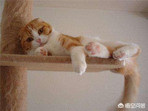 猫坚强:为什么我养的猫都活不过两个月？