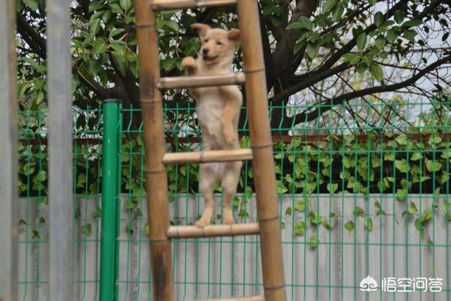 中国土狗凶猛吗:中华田园犬为什么会被城市禁养？