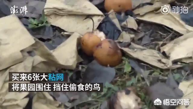 捕鸟网:果农装网护果园致猫头鹰粘网死亡，将被起诉，你怎么看？ 捕鸟网图片大全