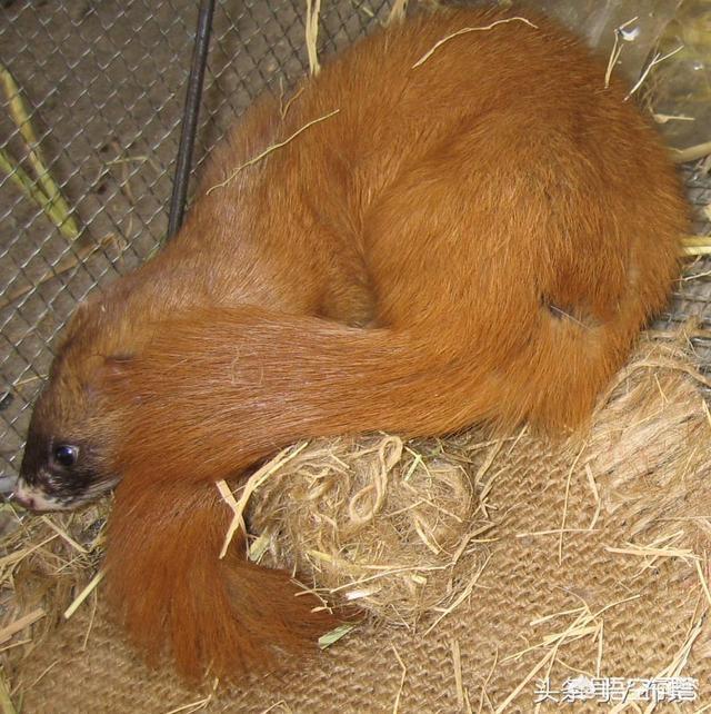 黄鼠狼能杀吗?有什么讲究吗?