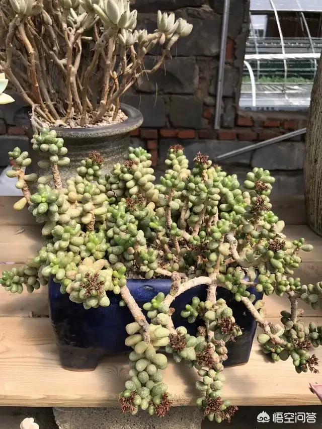 怎样种植多肉植物？