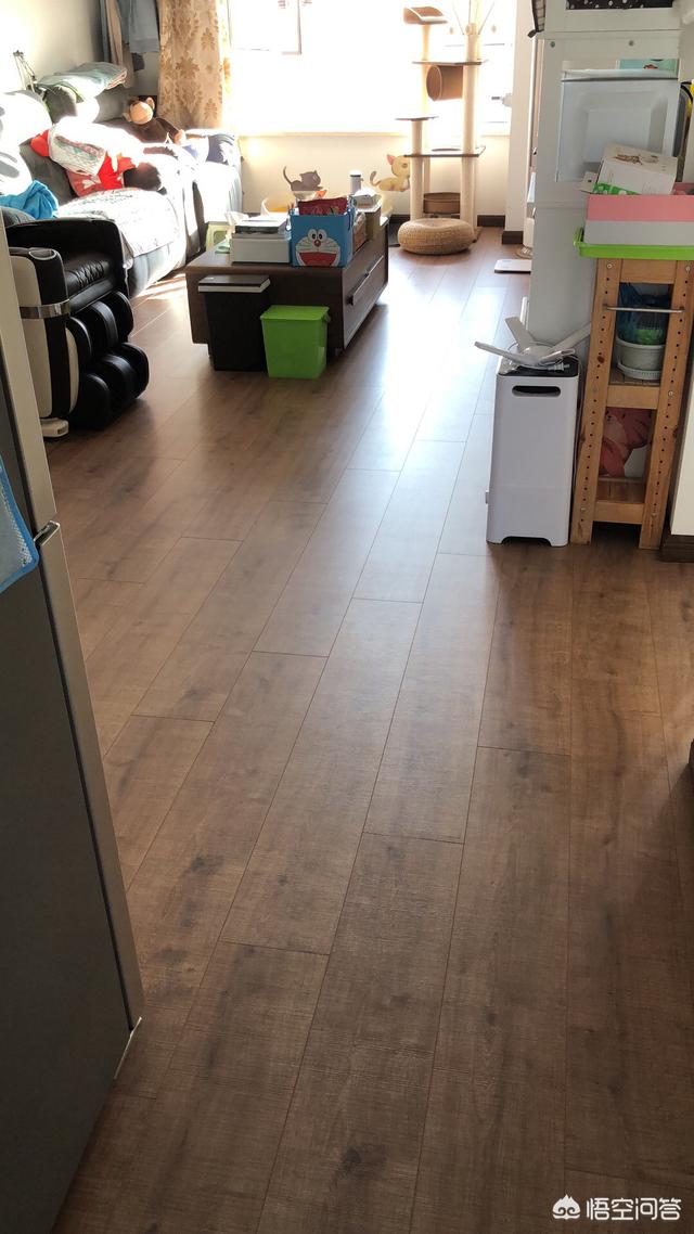 洗猫机:有猫咪的家，该怎么打扫？