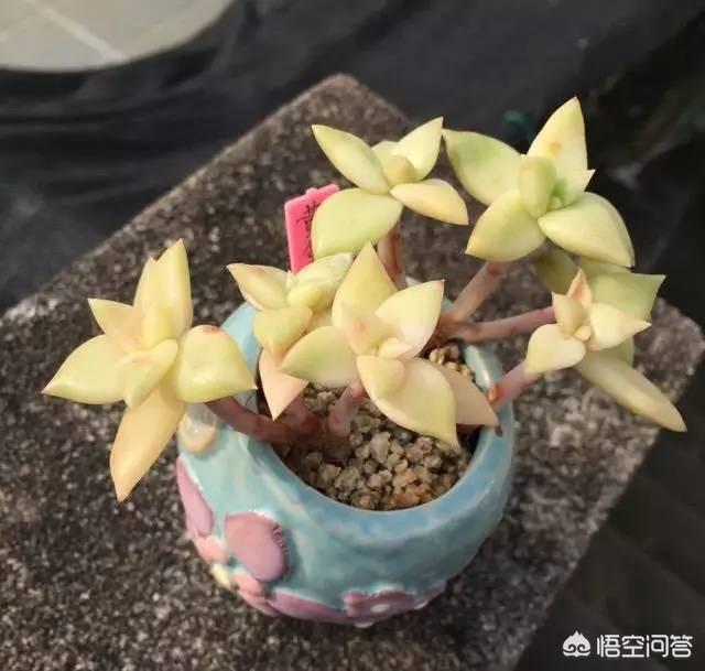翡翠景天多肉图片:长成这样的多肉你见过吗？