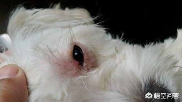 爱狗网比熊论坛:为什么有人说比熊犬难养？
