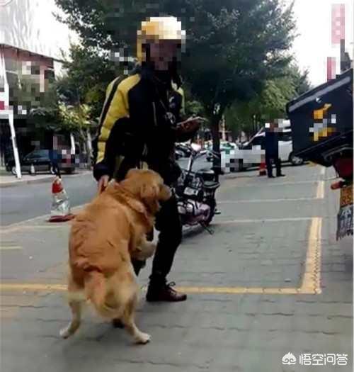 金毛犬性格特点友善吗:养金毛犬公的好还是母的好？