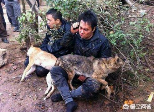 偷狗贼怎么打狗:农村常有狗被偷，这些被偷走的狗去哪了？它们会被怎么处置？