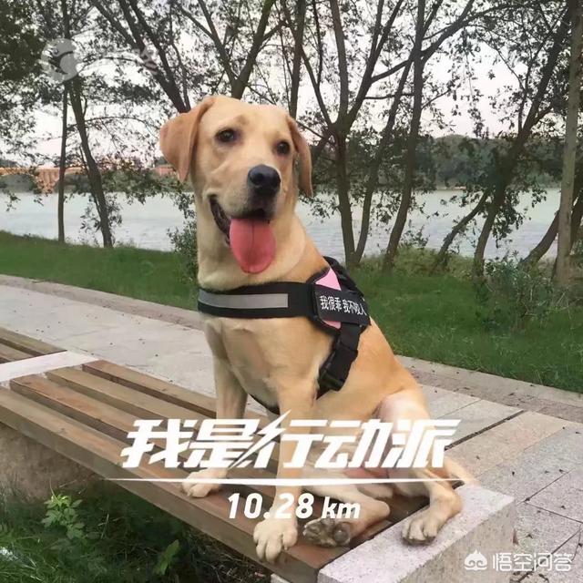 铲屎官漫画图片:历史上官最大的“铲屎官”是谁？为什么愿意当“铲屎官”？