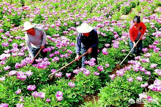 南方农村种植什么药材收益最高？