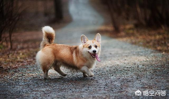 柯基图片:柯基犬的习性和喂养要点？