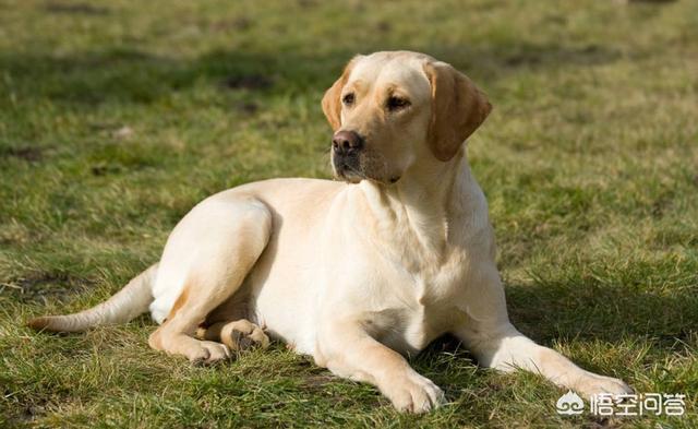 巴哥犬表情包帅气:为什么巴哥犬越来越多人喜欢？ 巴哥犬的表情包