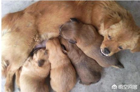 大庆哪里卖狼青狗崽:狼青母犬生了狗崽，但是母狗把狗崽吃了，是什么原因？