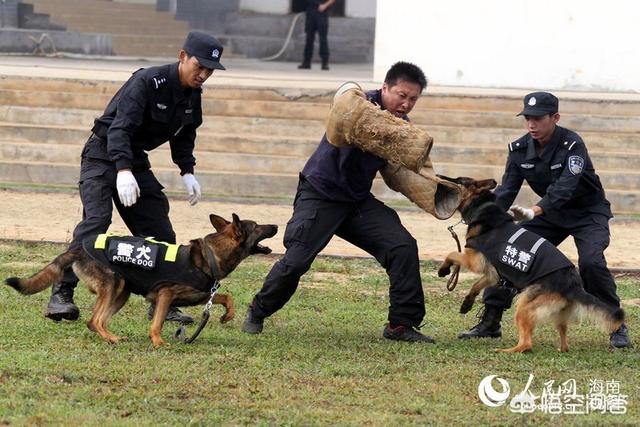 狗狗训练视频:狗狗为什么一直都训不好，如何训练狗狗？