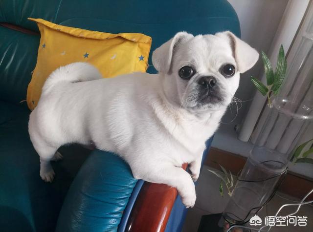 八哥狗好养吗容易死吗:巴哥犬跟京巴犬哪个好养？ 八哥狗好养吗优缺点