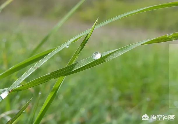 十大祛湿茶排名,广东天气湿热，该喝什么茶有用又方便呢？