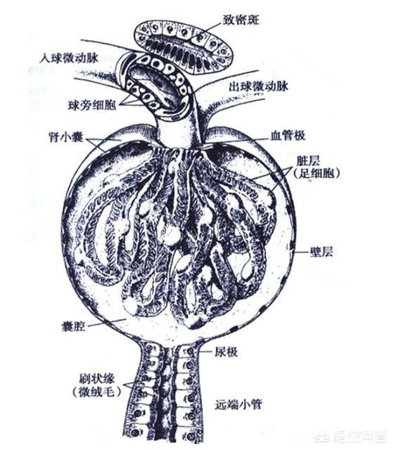 肾炎犯了尿血吃什么药:肾小球肾炎患者为什么会出现血尿和蛋白尿？