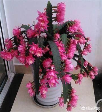 令箭荷花是否可喷水:家庭冬季养殖令箭荷花需要注意什么？令箭荷花如何越冬？